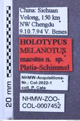 Etiketten zu Melanotus maestus (NHMW-ZOO-COL-0007452)
